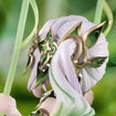 1/7 Nahida Physic of Purity Ver. (Genshin Impact) 1/7 Nahida Physic of Purity Ver. (Genshin Impact)