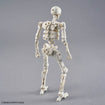30MF Dlro Skeleton 