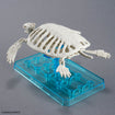 Plannosaurus Archelon 