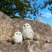 Shokugan Birds Tenori Friends 7: 01 Ezo Owl (chick) 