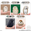 Shokugan Birds Tenori Friends 7: 01 Ezo Owl (chick) 