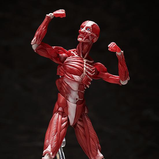 figma SP-142 Human Anatomical Model